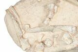 Fossil Oreodont Skull With Associated Bones #192542-5